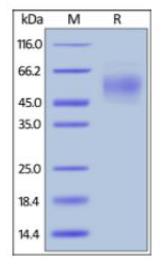 SDS-PAGE (CEACAM6-664H).jpg